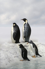 arctic emperor penguins
