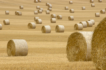rolls of hay
