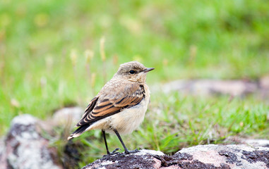 spatz