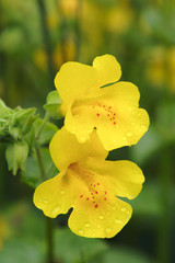 monkeyflowers