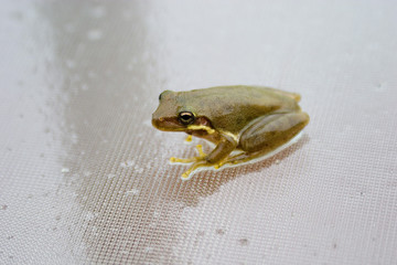 frog