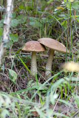 mushroom's valentine