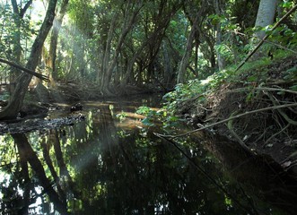 a river in a tropical forest in kauai, hawaii