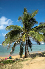 relaxing by the beach under a palm tree