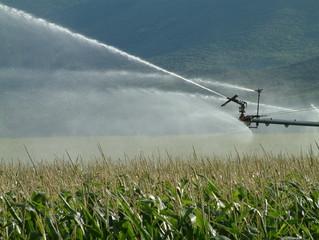irrigation