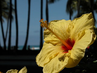yellow hibiscus