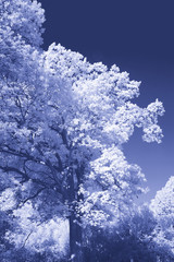 arbre en infrarouge