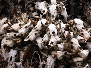 skulls