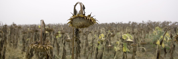 tournesol dessèché