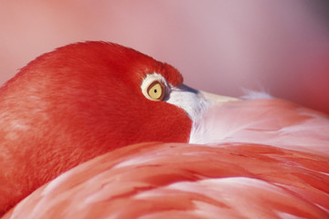 greater flamingo