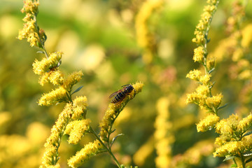 goldenrod