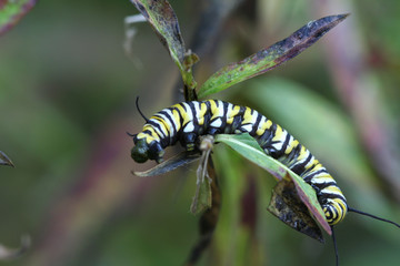 monarch caterpillar