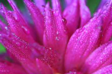 bright pink letals