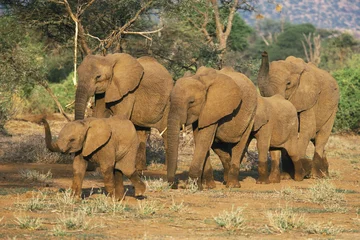 Papier Peint photo Éléphant african elephant herd,