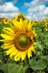 Obraz premium sunflower field