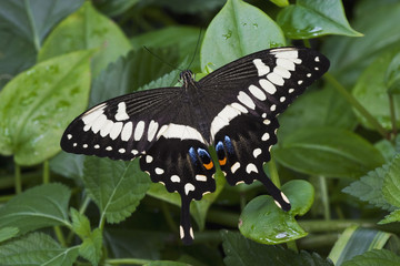 emperor swallowtail © David Davis