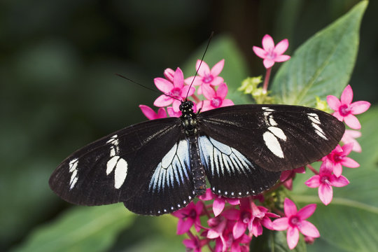 doris longwing butterfly