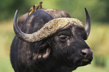 cape buffalo