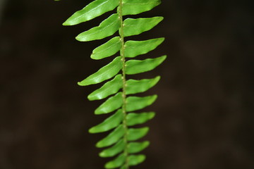 one fern