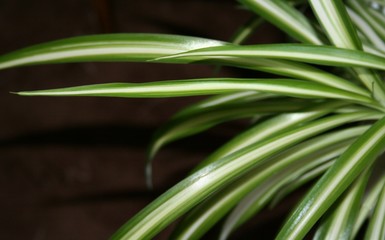 Obraz premium home plant