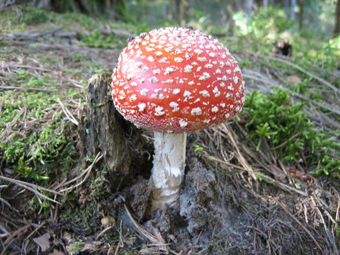 fliegenpilz