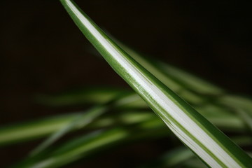 white stripes on plant