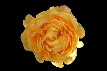 gelbe rose