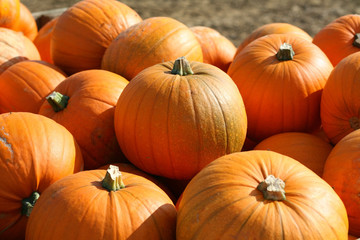 pumpkins4