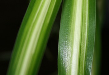 narrow leafs