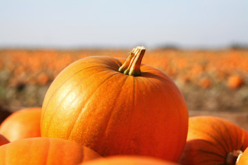 pumpkin patch3