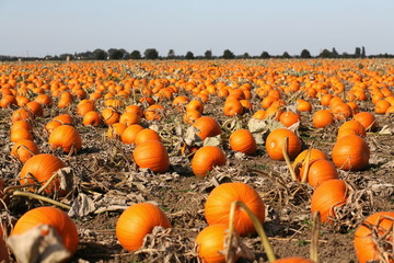 pumpkin field