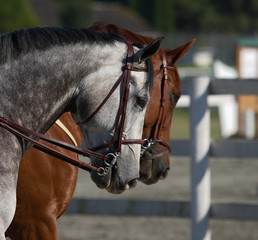 horse portrait