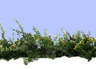 plantas y flores  sobre muro blanco