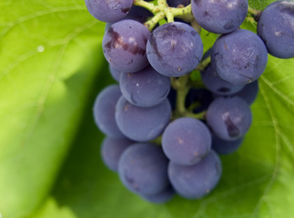 grape