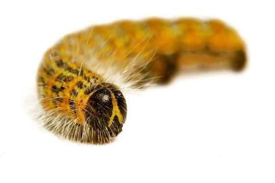 catterpillar