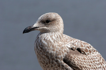 speckled seagull