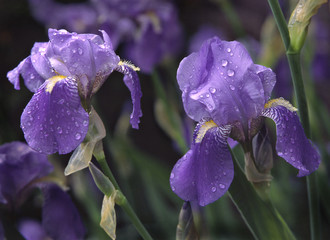 purple irises © Paul Tobeck