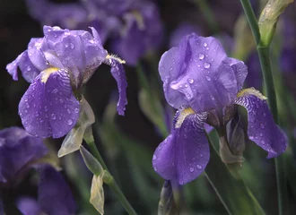 Printed kitchen splashbacks purple irises