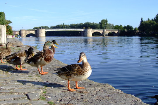 der main bei kitzingen