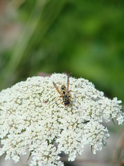 bee on queen's lace