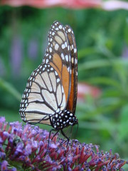 monarch at rest