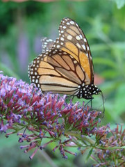 monarch on purple