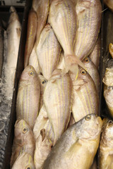 fresh fish for sale