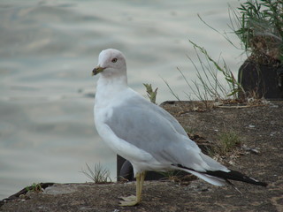 pretty seagull