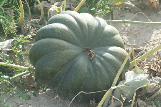 citrouille verte