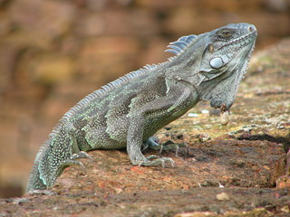 iguane