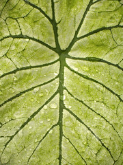 leaf pattern