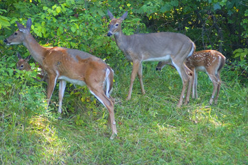 Fototapeta premium does and fawns