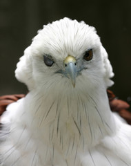 ruffled eagle - 1260976