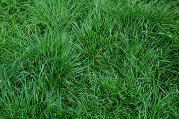 green grass background